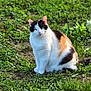 cat, calico_cat, animal, pet, sitting, grass, outdoor, greenery, fur, whiskers, ears, eyes, portrait, nature, meadow, ground, sunlight, cute, domestic_cat, field