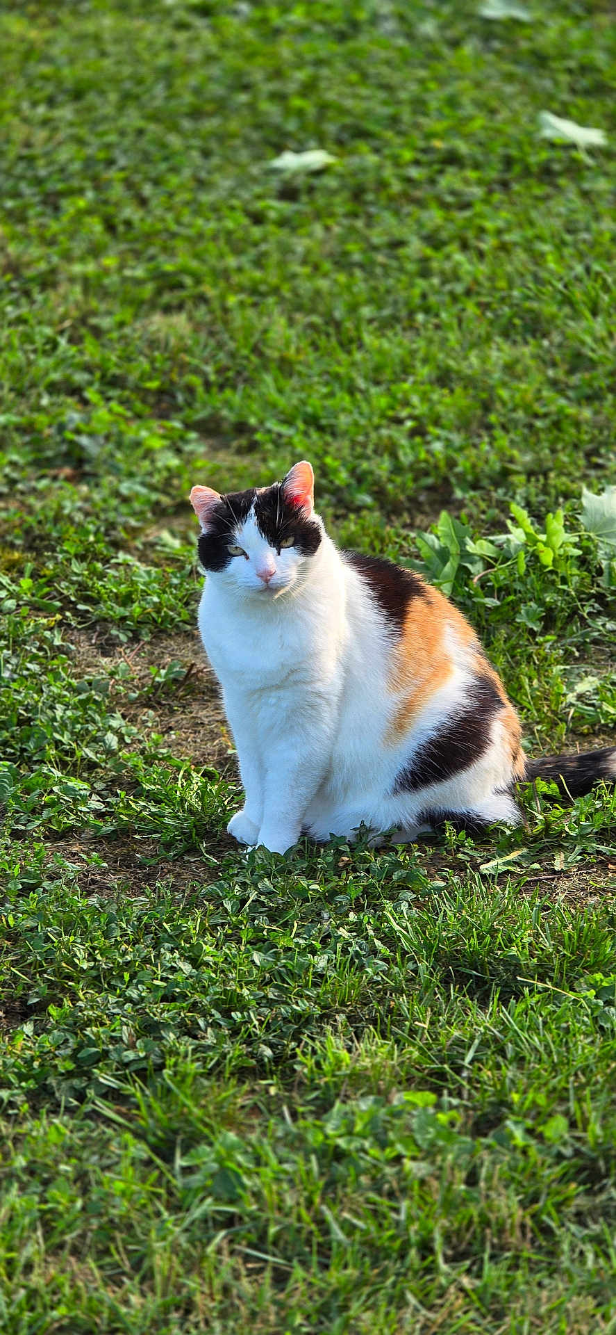 Chipie participe au concours pour gagner de l'argent avec cette photo : cat, calico_cat, animal, pet, sitting, grass, outdoor, greenery, fur, whiskers, ears, eyes, portrait, nature, meadow, ground, sunlight, cute, domestic_cat, field
