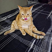 Sebastian is registered to the contest to win money with this photo: cat, ginger_cat, indoor, bed, striped_bedspread, tongue_out, funny_pose, feline, pet, animal, cute, sitting, whiskers, ears, tail, fur, relaxed, domestic_cat, striped_fur, bedroom