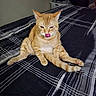 animal, bed, bedroom, cat, cute, domestic_cat, ears, feline, funny_pose, fur, ginger_cat, indoor, pet, relaxed, sitting, striped_bedspread, striped_fur, tail, tongue_out, whiskers