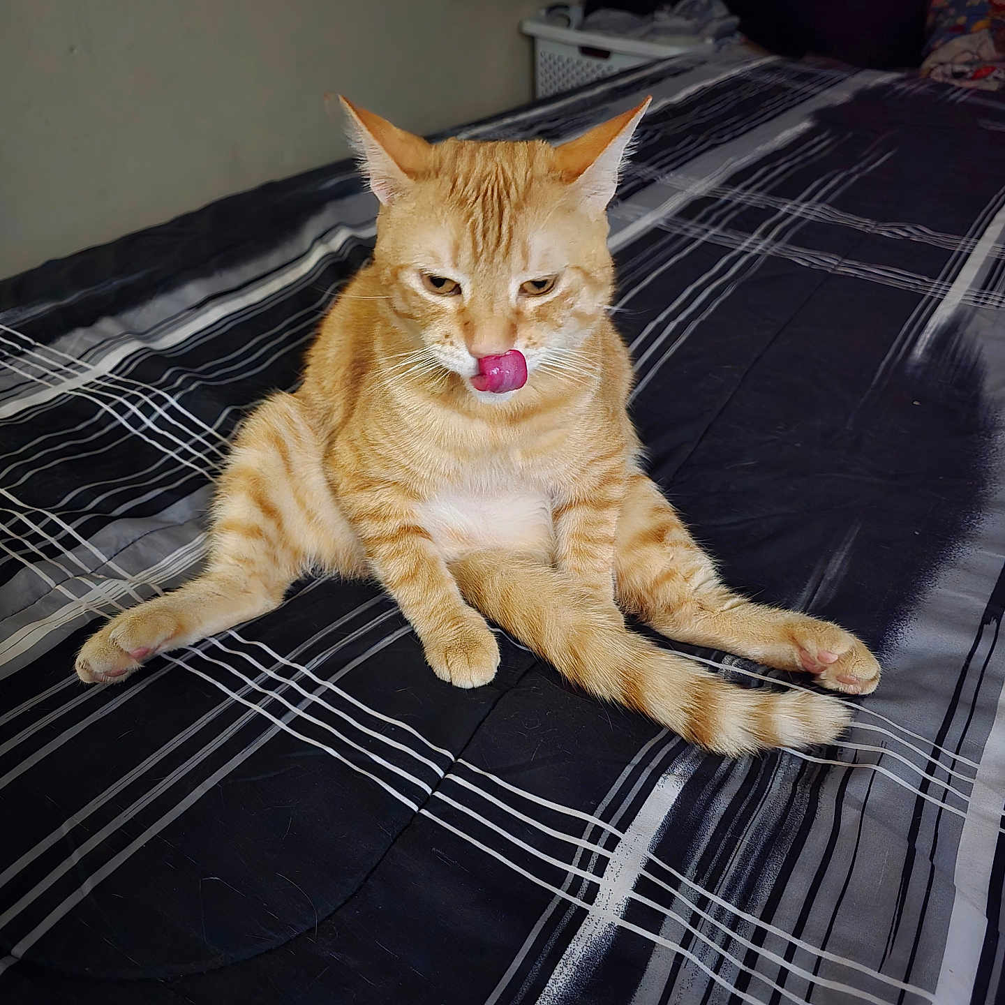 Sebastian is registered to the contest to win money with this photo: cat, ginger_cat, indoor, bed, striped_bedspread, tongue_out, funny_pose, feline, pet, animal, cute, sitting, whiskers, ears, tail, fur, relaxed, domestic_cat, striped_fur, bedroom