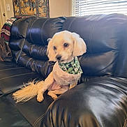 Simba is registered to the contest to win money with this photo: dog, leather_couch, bandana, indoor, window_blinds, tapestry, pet, small_dog, furniture, living_room, black_couch, decor, seated, animal, cozy, blurred, tail, ears, light, home