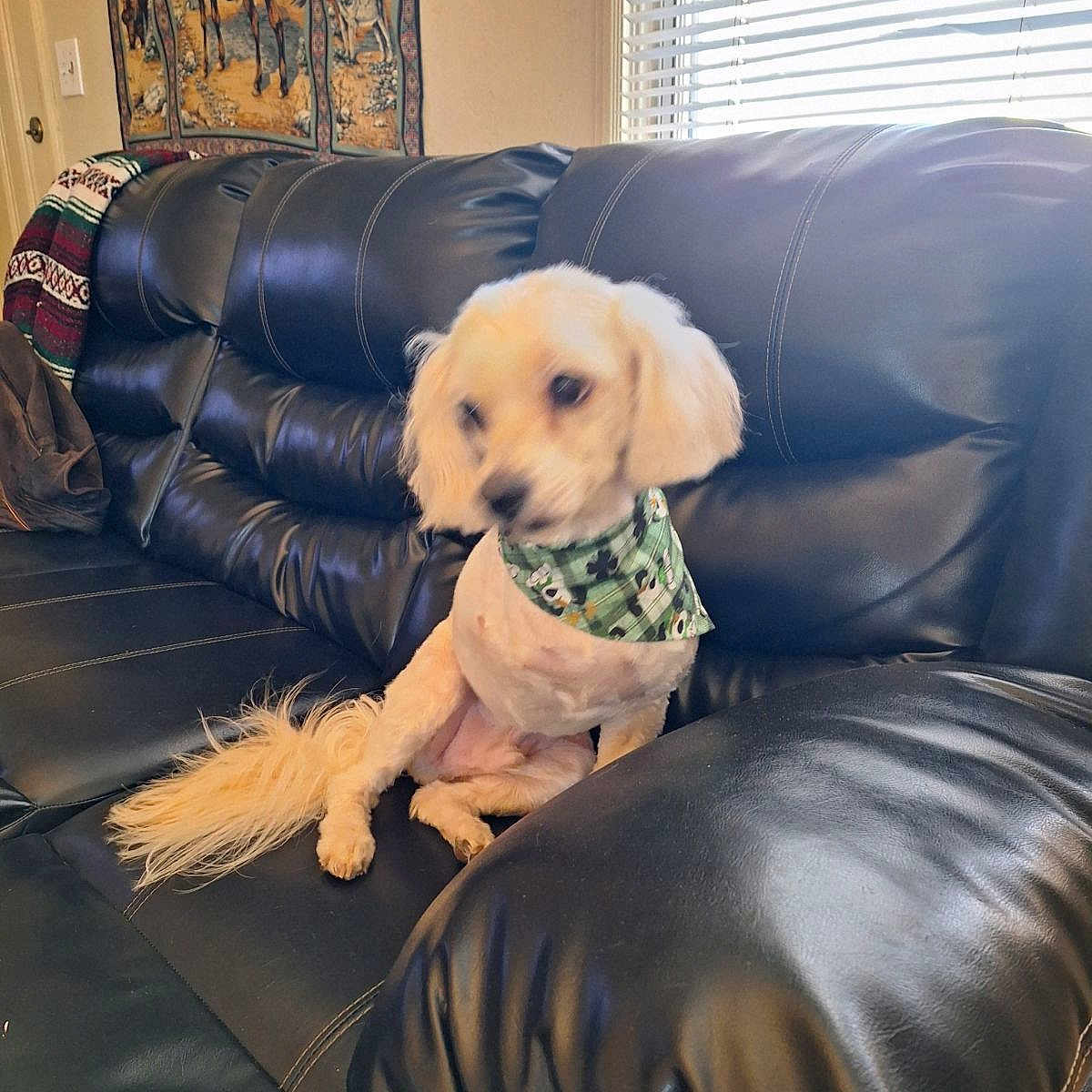Simba is registered to the contest to win money with this photo: animal, bandana, black_couch, blurred, cozy, decor, dog, ears, furniture, home, indoor, leather_couch, light, living_room, pet, seated, small_dog, tail, tapestry, window_blinds