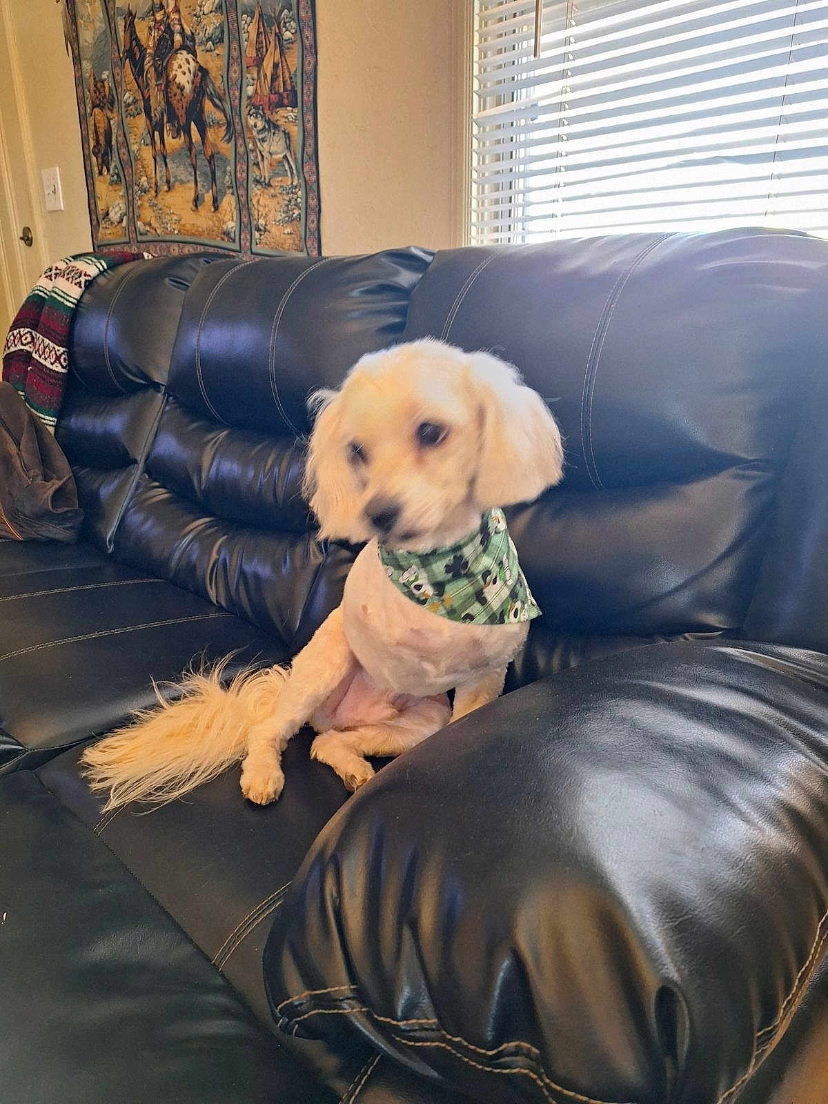 Simba is registered to the contest to win money with this photo: dog, leather_couch, bandana, indoor, window_blinds, tapestry, pet, small_dog, furniture, living_room, black_couch, decor, seated, animal, cozy, blurred, tail, ears, light, home