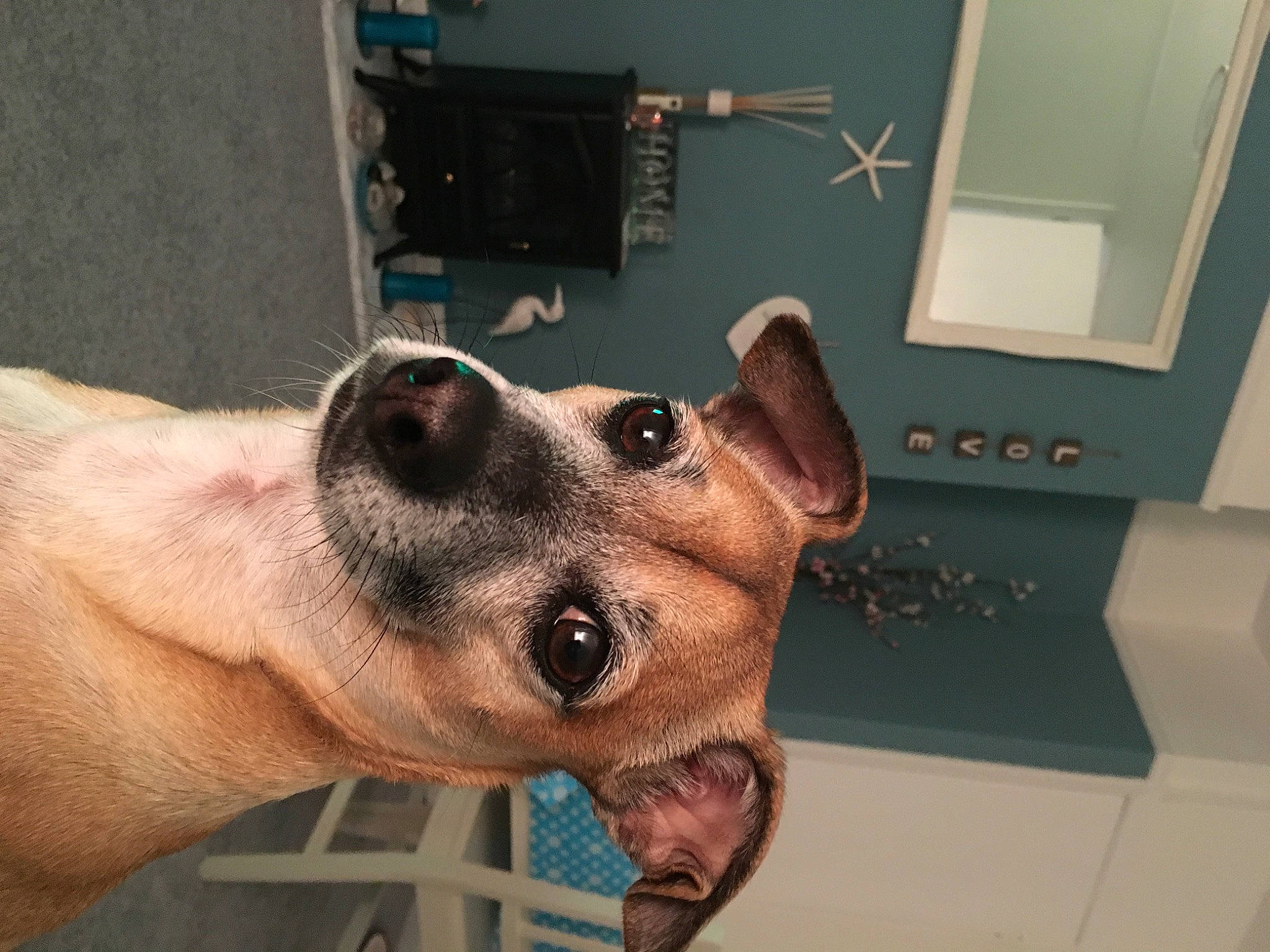 Bailey joined the competition — help win amazing prizes! canidae, carnivore, collar, companion_dog, dog, dog_breed, dog_supply, ear, eyewear, fawn, fur, jaw, liver, metal, pet_supply, selfie, snout, sporting_group, whiskers, working_animal