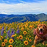Daisy joined the competition — help win amazing prizes! dog, golden_retriever, wildflowers, yellow_flowers, purple_flowers, meadow, mountains, snowy_peak, blue_sky, clouds, nature, outdoor, happy_dog, tongue_out, sunny, landscape, scenic, grass, pet, summer