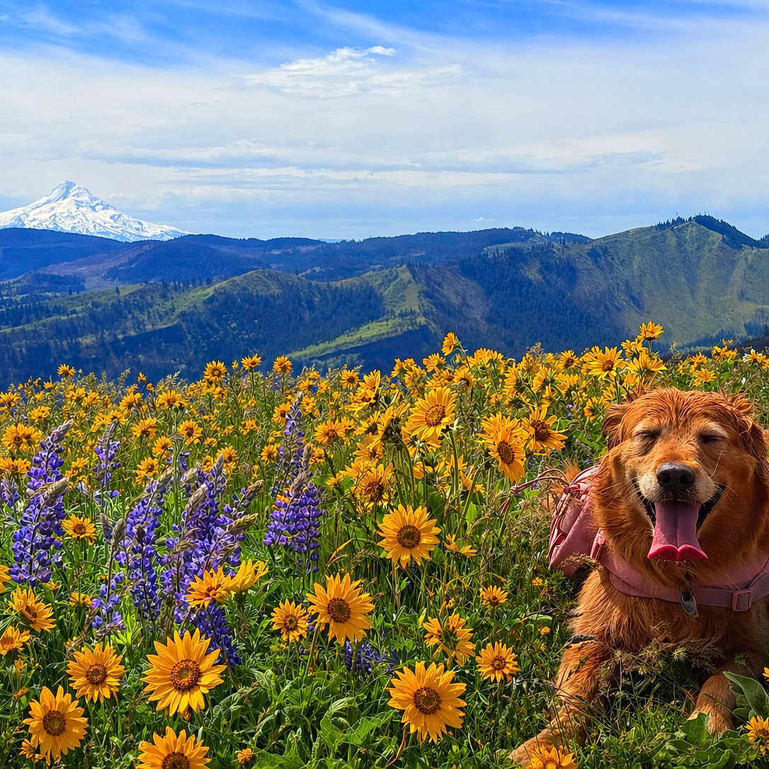 Daisy