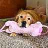 Daisy joined the competition — help win amazing prizes! dog, golden_retriever, toy, pink_toy, carpet, indoor, pet, cute, animal, lying_down, fur, playful, resting, nose, ears, tail, paws, home, cozy, companion