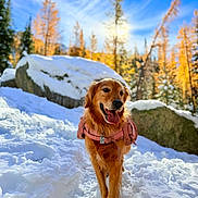 Daisy joined the competition — help win amazing prizes! dog, golden_retriever, snow, backpack, outdoor, nature, trees, rocks, blue_sky, autumn, sunlight, happy, pet, animal, winter, forest, tongue_out, walking, daylight, scenic