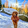 dog, golden_retriever, snow, backpack, outdoor, nature, trees, rocks, blue_sky, autumn, sunlight, happy, pet, animal, winter, forest, tongue_out, walking, daylight, scenic