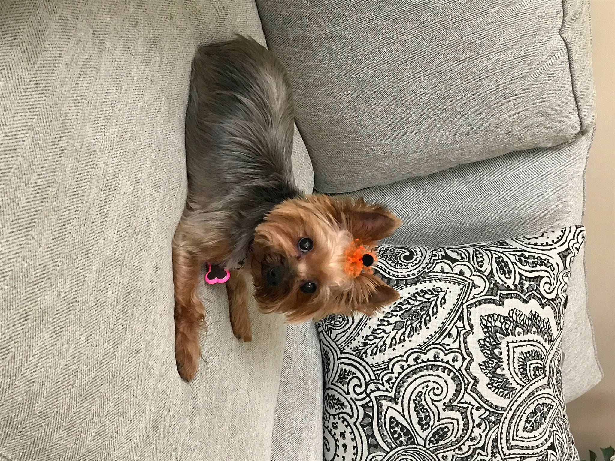 Button joined the competition — help win amazing prizes! carnivore, comfort, companion_dog, couch, dog, dog_breed, dog_supply, fawn, felidae, liver, paw, pet_supply, pillow, snout, sporting_group, terrier, toy_dog, whiskers, working_animal, yorkshire_terrier