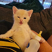 Kreature is registered to the contest to win money with this photo: animal, arm, baby_bottle, cat, cozy, curtains, cute, funny_face, furniture, indoor, kitten, light, milk, person, pet, resting, soft, white, winking, yellow