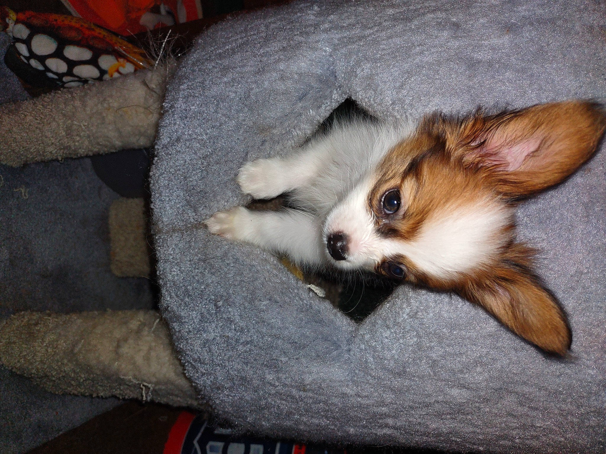 Cricket joined the competition — help win amazing prizes! bored, carnivore, claw, comfort, companion_dog, dog_breed, felidae, fur, paw, small_to_medium_sized_cats, terrestrial_animal, whiskers, wood