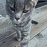 cat, gray_cat, animal, pet, wooden_deck, collar, bell, ears, whiskers, outdoor, texture, door, walking, close_up, doodle, playful, curious, feline, domestic_cat, fur
