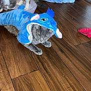 Igoris is registered to the contest to win money with this photo: cat, costume, blue, shark, indoor, wooden_floor, clothing, pet, animal, feline, curious, fabric, shoes, floor, domestic, playful, gray_cat, household, texture, casual