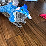 cat, costume, blue, shark, indoor, wooden_floor, clothing, pet, animal, feline, curious, fabric, shoes, floor, domestic, playful, gray_cat, household, texture, casual