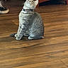 cat, gray_tabby, looking_up, wooden_floor, indoor, person_partial, camo_pants, sneakers, furniture, cabinet, pet, curious, collar, domestic_cat, flooring, home, animal, feline, sitting, casual