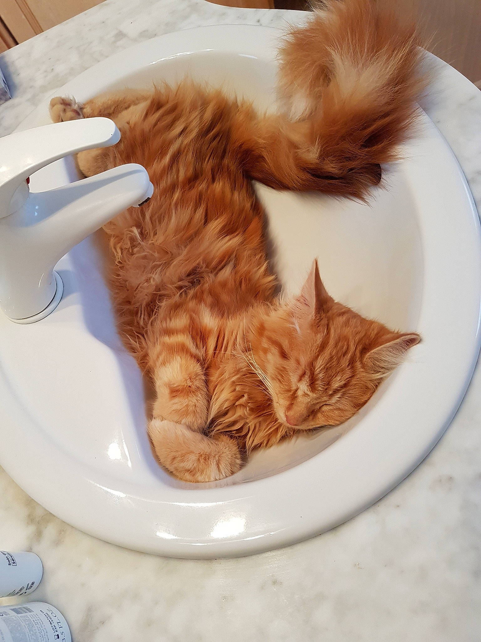 Paho participe au concours pour gagner de l'argent avec cette photo : carnivore, cat, claw, domestic_long_haired_cat, ear, fawn, felidae, food, fur, kitten, maine_coon, norwegian_forest_cat, ragamuffin, sleep, small_to_medium_sized_cats, tabby_cat, tableware, tail, whiskers