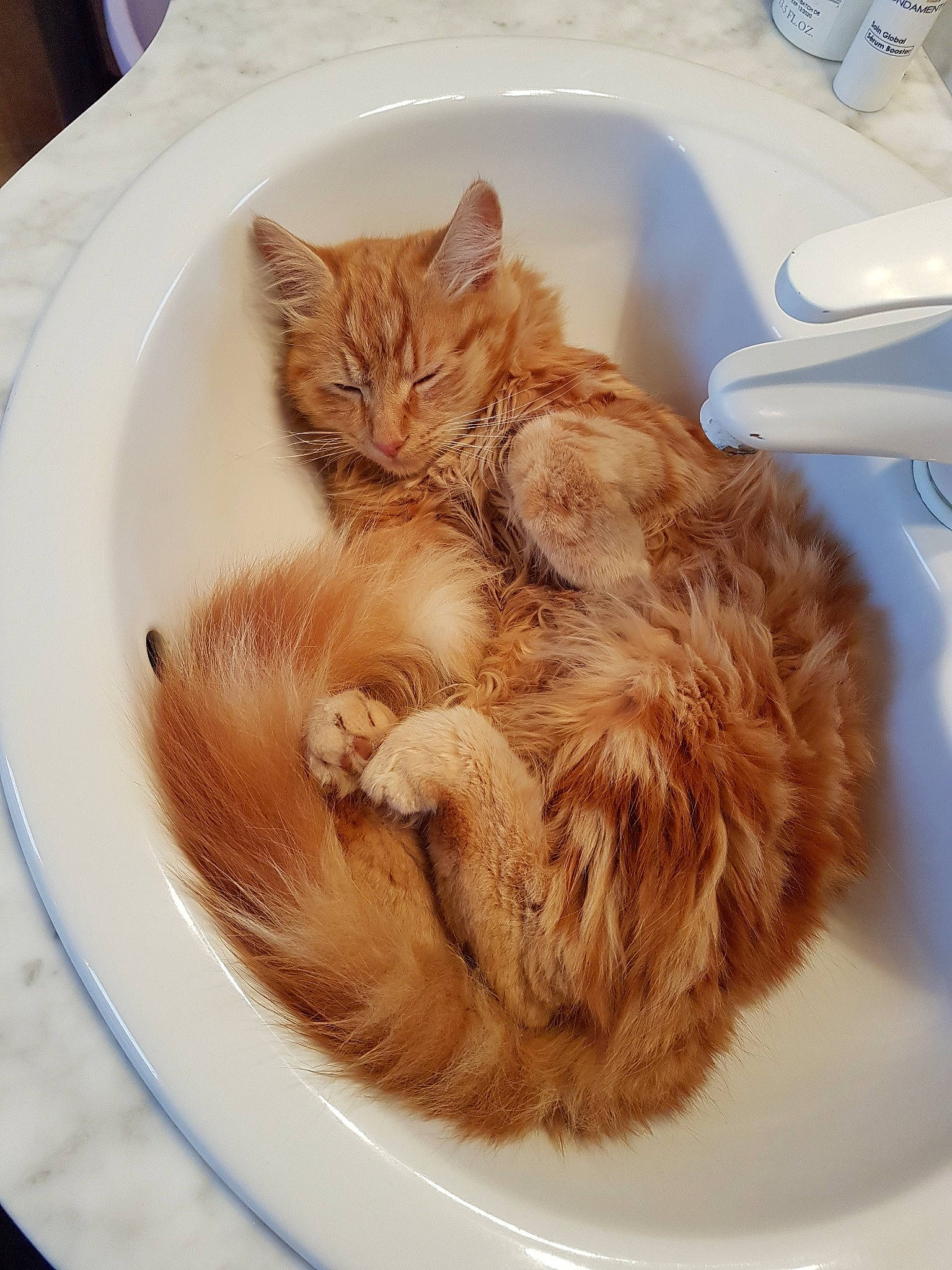 Paho a rejoint le concours — aidez-le/la à gagner de superbes lots ! carnivore, cat, domestic_long_haired_cat, ear, european_shorthair, fawn, felidae, fur, kitten, small_to_medium_sized_cats, somali, tabby_cat, tail, whiskers