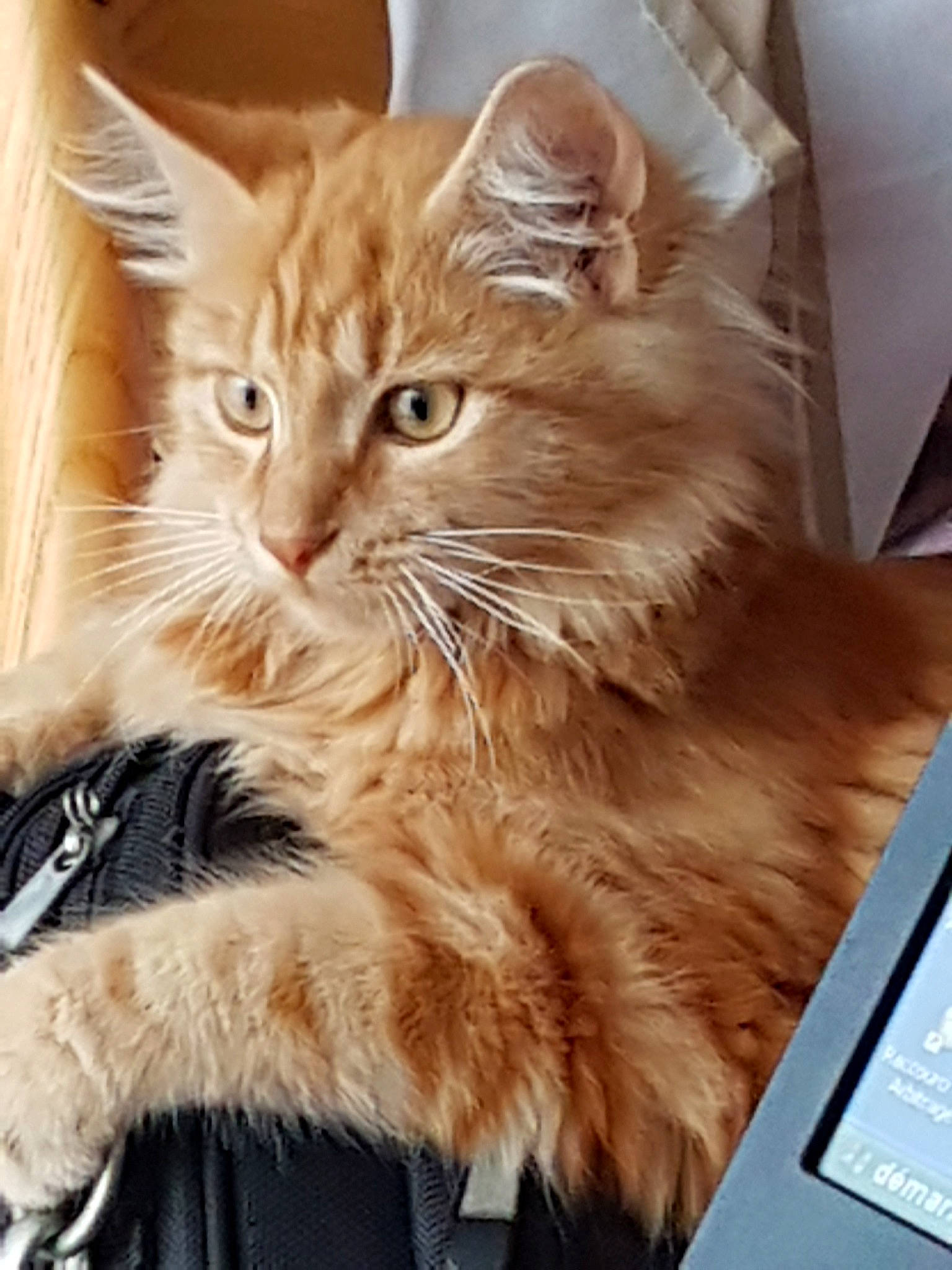 Paho participe au concours pour gagner de l'argent avec cette photo : asian, asian_semi_longhair, british_longhair, british_semi_longhair, carnivore, cat, cymric, domestic_long_haired_cat, fawn, felidae, fur, kitten, maine_coon, mammal, norwegian_forest_cat, ragamuffin, siberian, small_to_medium_sized_cats, vertebrate, whiskers