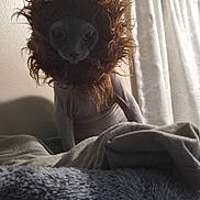 Ash joined the competition — help win amazing prizes! cat, hairless_cat, lion_mane_wig, pet, indoor, curtain, furniture, blanket, cozy, animal, cute, funny, costume, portrait, domestic_animal, indoor_lighting, face, feline, pet_accessory, home