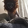cat, hairless_cat, lion_mane_wig, pet, indoor, curtain, furniture, blanket, cozy, animal, cute, funny, costume, portrait, domestic_animal, indoor_lighting, face, feline, pet_accessory, home