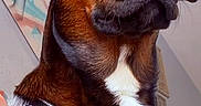 Tiburon is registered to the contest to win money with this photo: animal_photography, black_harness, black_muzzle, brown_dog, brown_fur, canine, close_up, cozy_background, dog, dramatic_perspective, floppy_ears, harness, indoors, large_dog, looking_at_camera, pet, portrait, seated, snout, white_chest