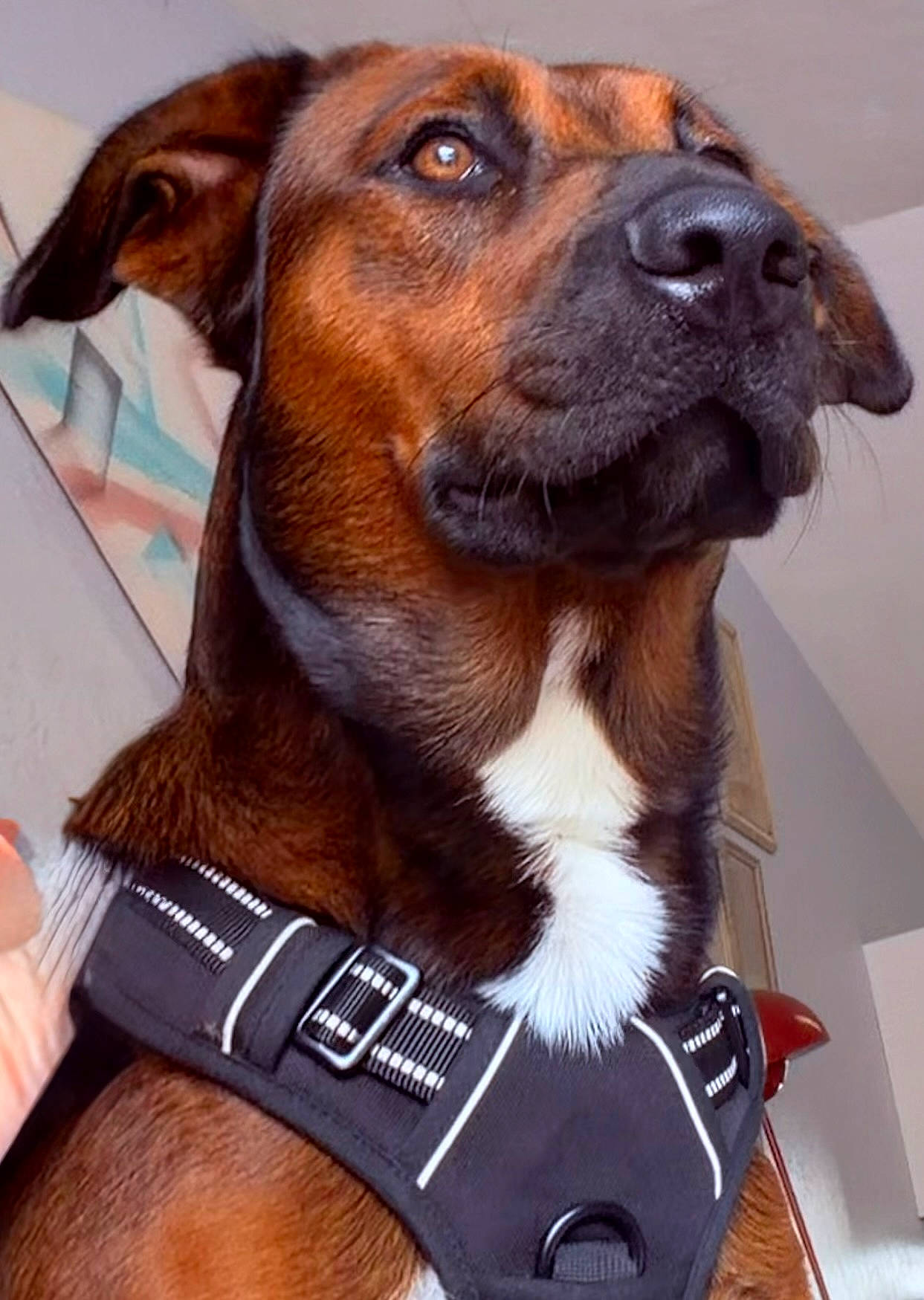 Tiburon is registered to the contest to win money with this photo: animal, black_harness, black_muzzle, brown_dog, brown_fur, canine, close_up, dog, domestic_dog, floppy_ears, funny_expression, harness, indoors, large_nose, looking_at_camera, pet, photography, portrait, seated, white_chest