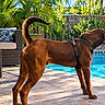 Tiburon is registered to the contest to win money with this photo: backyard, brown_dog, couch, cushion, dog, fence, flowers, garden, harness, outdoor_furniture, outdoors, palm_trees, patio, poolside, standing, summer, sunny, swimming_pool, tiles, tropical