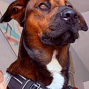 Tiburon joined the competition — help win amazing prizes! animal, black_markings, brown_dog, canine, close_up, dog, dramatic_expression, floppy_ears, harness, home, indoors, large_nose, looking_at_camera, pet, photography, portrait, shiny_eyes, short_fur, sitting, white_chest