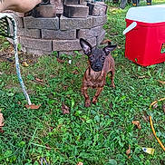 Bean is registered to the contest to win money with this photo: alert, animal, brick, brindle, cooler, curious, daytime, dog, ears_up, grass, greenery, metal_chair, nature, outdoor, pet, red, small_dog, stacked_bricks, summer, yard