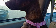Bean is registered to the contest to win money with this photo: alert, animal, brown_fur, car_interior, companion, daylight, dog, greenery, hand, harness, nature, outdoor_view, person_hand, pet, road_trip, seatbelt, side_profile, small_dog, travel, window