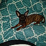 Bean joined the competition — help win amazing prizes! animal, brindle, canine, companion, curious, cute, dog, ears, fabric, flash, furniture, home, indoor, lying_down, patterned_blanket, pet, quilt, resting, small_dog, teal