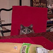 Rafina is registered to the contest to win money with this photo: animal, background, bananas, cat, container, curious, domestic, eyes, face, food, fruit, furniture, indoor, kitchen, organic_label, peeking, pet, red_chair, still_life, table