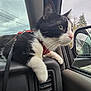 cat, tuxedo_cat, pet, whiskers, green_eyes, harness, leash, paw, car_interior, dashboard, window, side_mirror, rain_drops, reflection, close_up, portrait, travel, looking_out, sky, seat