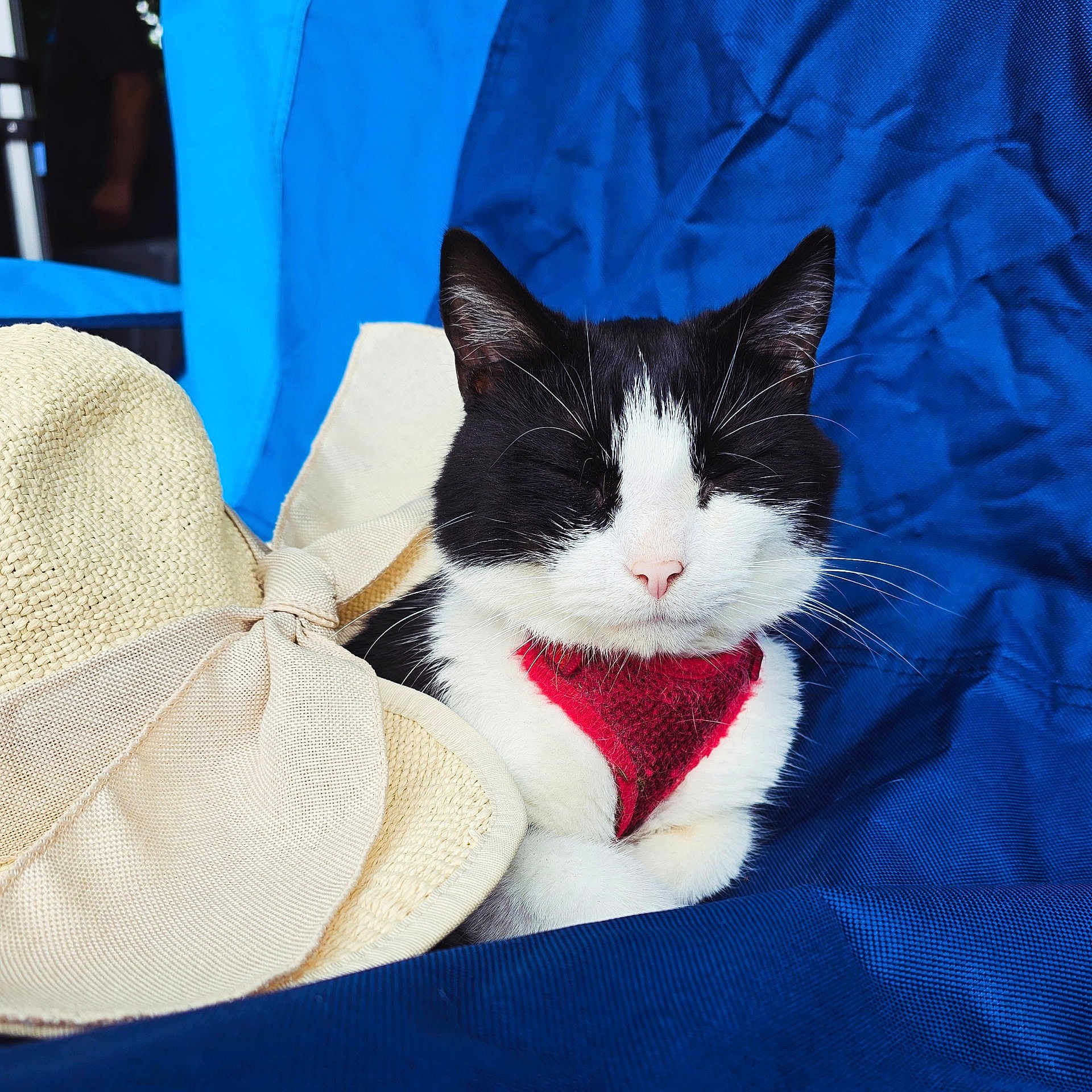 Barry 'Good' Roubaix joined the competition — help win amazing prizes! cat, tuxedo_cat, pet, bandana, red_bandana, straw_hat, hat, blue_chair, fabric, whiskers, closed_eyes, relaxed, portrait, pink_nose, ears, paws, closeup, furry, summer, accessory