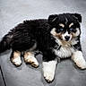 Boston participe au concours pour gagner de l'argent avec cette photo : puppy, dog, canine, black_and_white, fluffy, blue_eyes, lying_down, paws, fur, portrait, indoors, floor, gray_background, cute, adorable, small_dog, pet, animal, front_view, photography