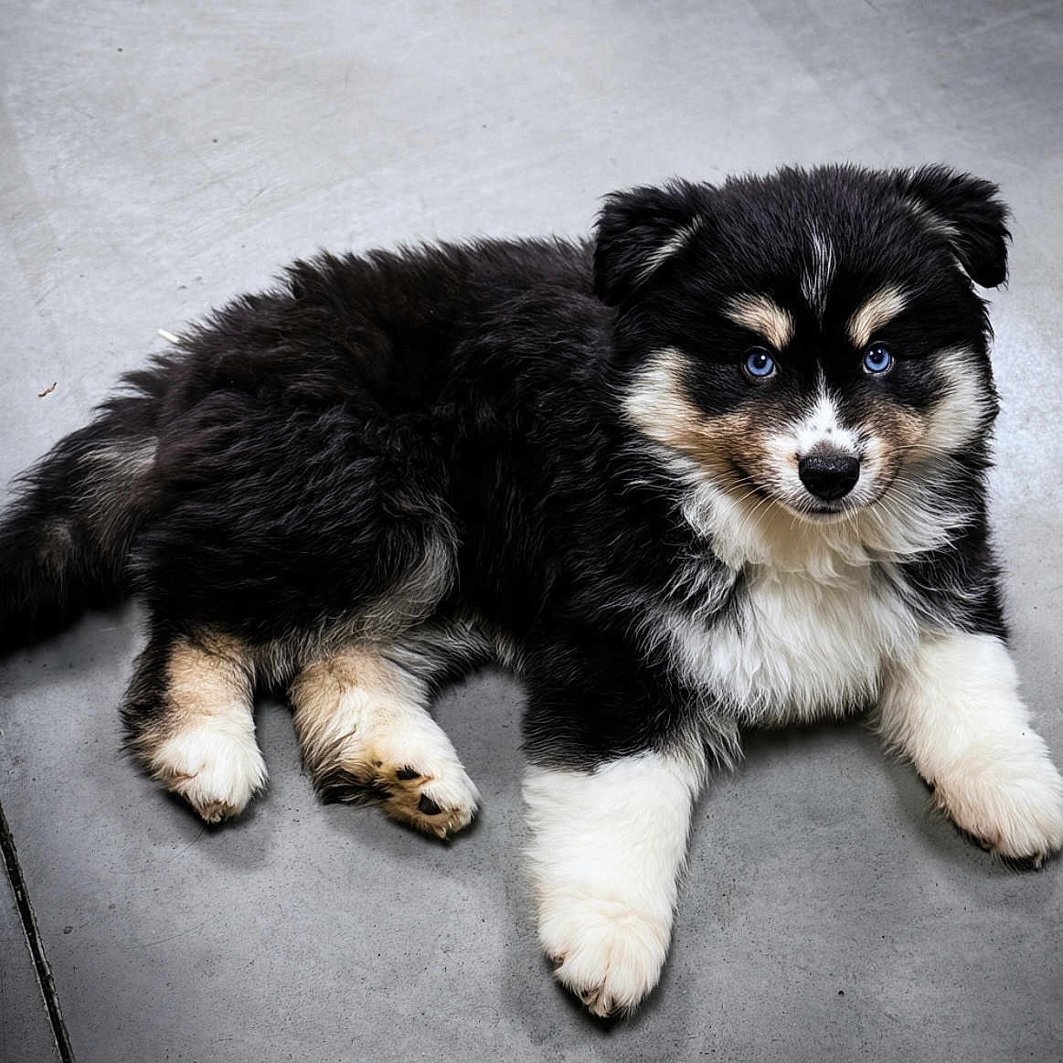 Boston participe au concours pour gagner de l'argent avec cette photo : puppy, dog, canine, black_and_white, fluffy, blue_eyes, lying_down, paws, fur, portrait, indoors, floor, gray_background, cute, adorable, small_dog, pet, animal, front_view, photography