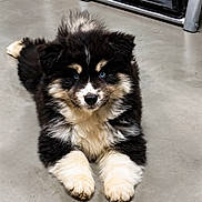 Boston participe au concours pour gagner de l'argent avec cette photo : puppy, dog, fluffy, black_and_white, blue_eyes, lying_down, paws, portrait, indoor, concrete_floor, chairs, waiting_room, pet, canine, fur, cute, front_view, animal, photography, relaxed