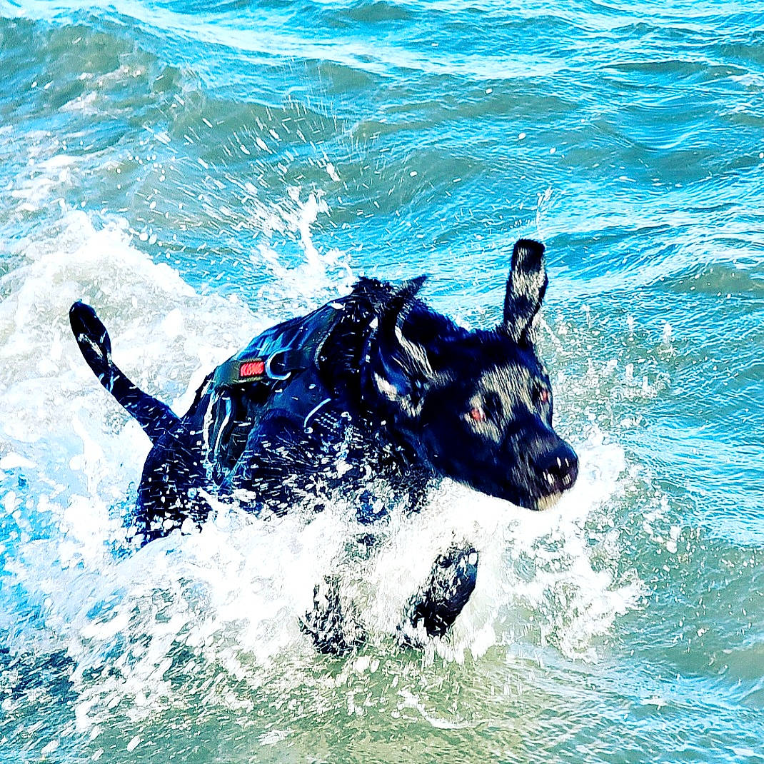 Floyd joined the competition — help win amazing prizes! dog_breed, electric_blue, fluid, lake, liquid, marine_biology, marine_mammal, ocean, pack_animal, personal_protective_equipment, recreation, snout, sporting_group, sports, terrestrial_animal, water, wave, wildlife, wind_wave, working_animal