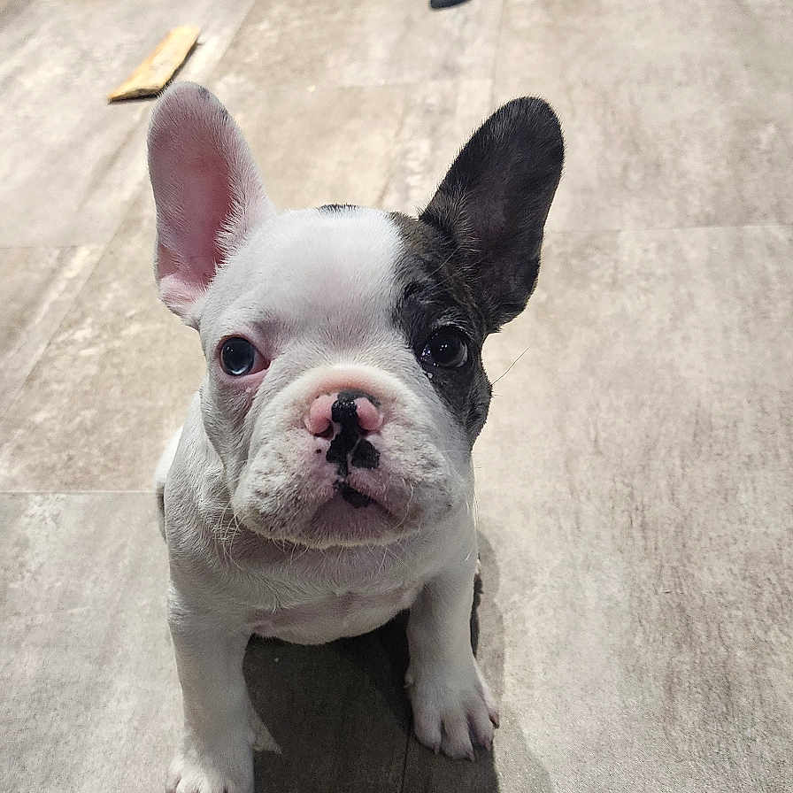 Oreo joined the competition — help win amazing prizes! animal, companion, crate, curious, cute, dog, dog_bed, dog_toys, ear_down, ear_up, floor, french_bulldog, home, indoor, looking_at_camera, pet, puppy, shadow, small_dog, tile_floor