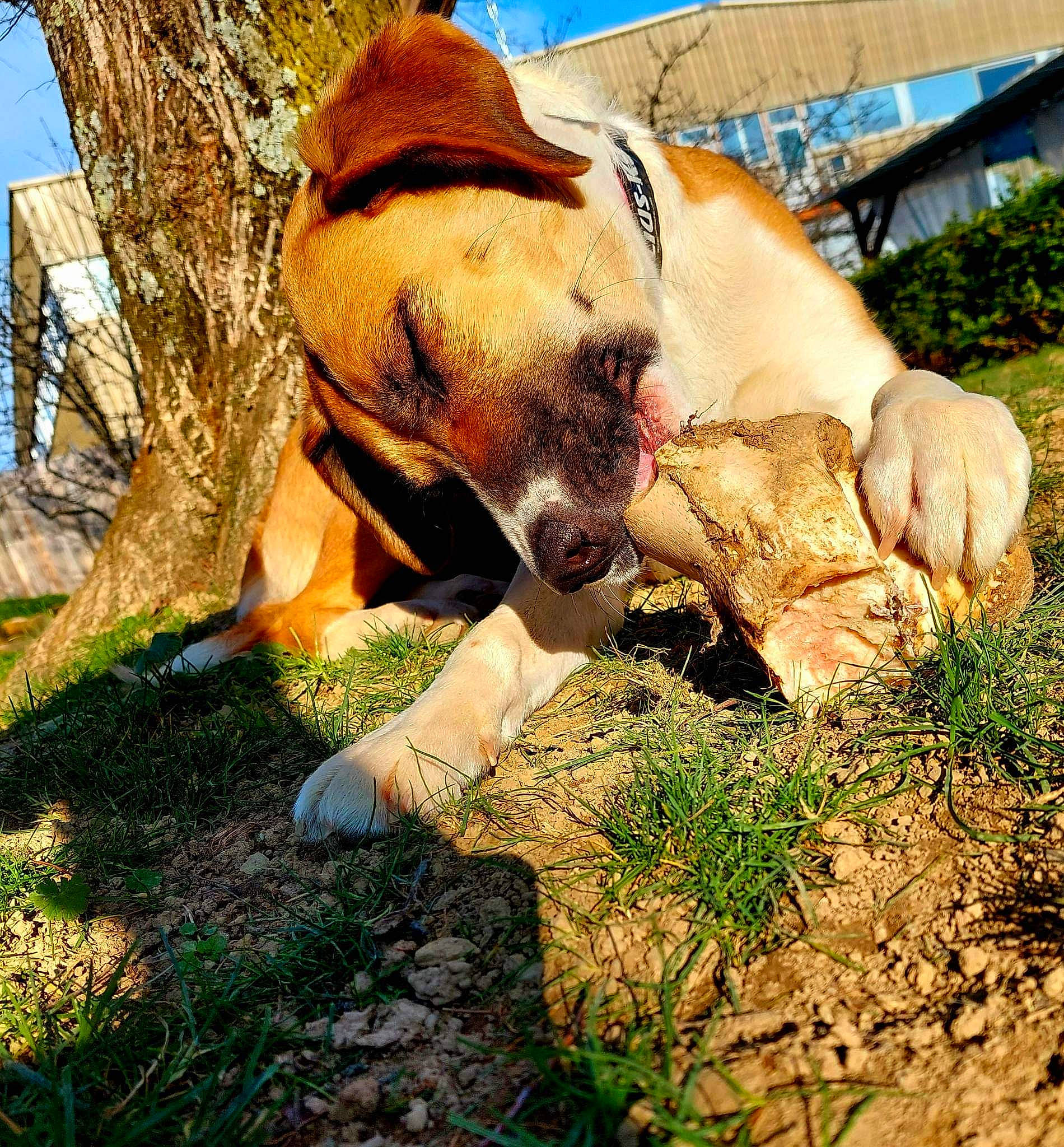 Siaa a rejoint le concours — aidez-le/la à gagner de superbes lots ! carnivore, dog, dog_breed, fawn, grass, groundcover, guard_dog, indian_elephant, landscape, people_in_nature, plant, rock, sky, snout, soil, sporting_group, terrestrial_animal, tree, working_animal, wrinkle