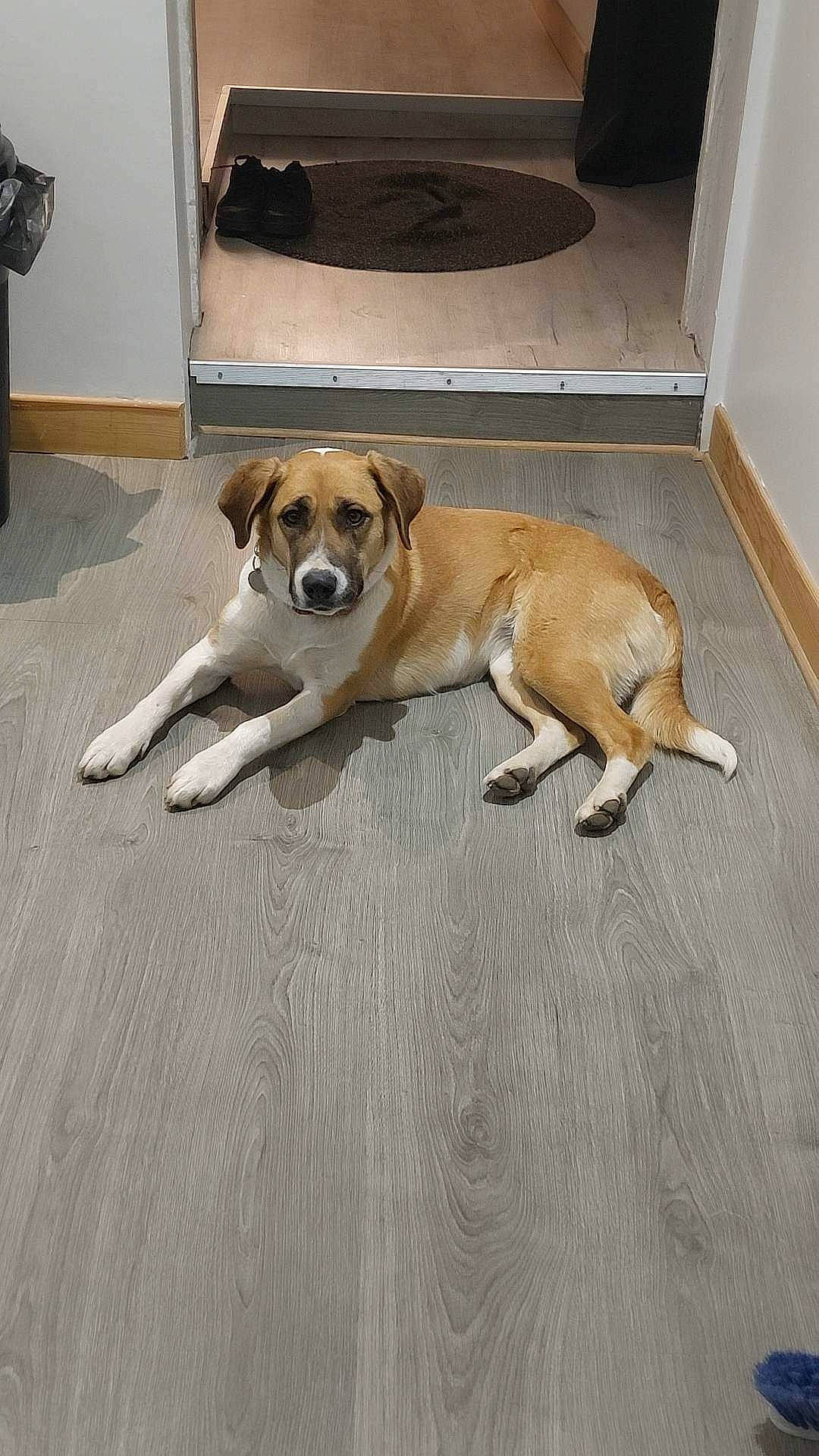 Siaa participe au concours pour gagner de l'argent avec cette photo : canidae, carnivore, collar, comfort, companion_dog, dog, dog_breed, dog_supply, door, fawn, floor, flooring, hardwood, paw, snout, sporting_group, tail, wood, wood_flooring, working_animal