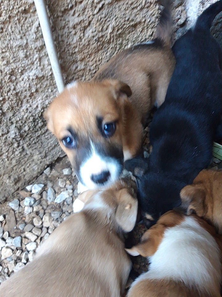 Siaa a rejoint le concours — aidez-le/la à gagner de superbes lots ! basenji, beagle, canidae, carnivore, companion_dog, dog, dog_breed, fawn, hound, irishjacks, pocket_beagle, puppy, puppy_love, scent_hound, snout, sporting_group, street_dog, tail, wood, working_animal