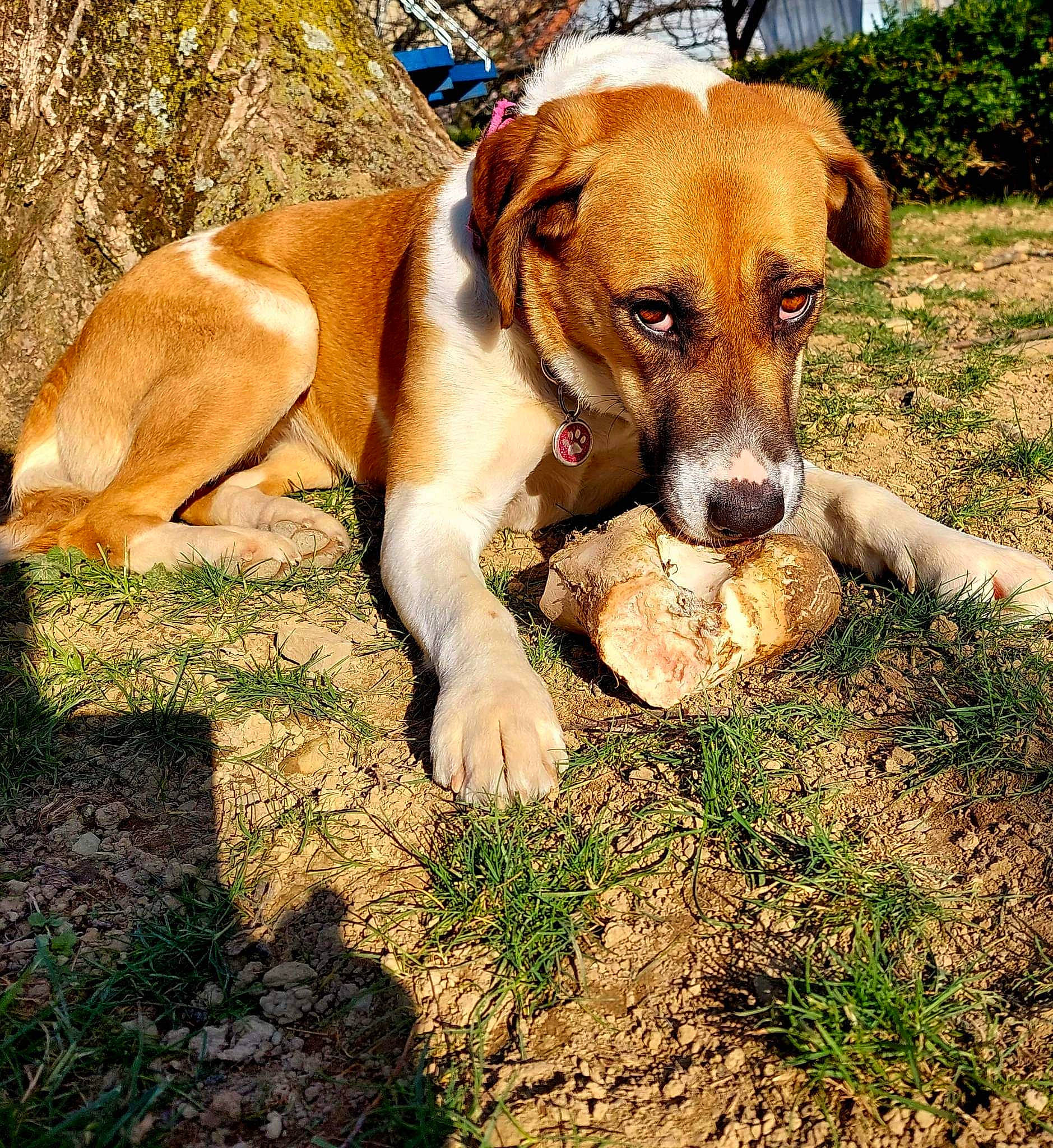 Siaa a rejoint le concours — aidez-le/la à gagner de superbes lots ! beaglier, canidae, carnivore, collar, companion_dog, dog, dog_breed, fawn, grass, hound, liver, paw, plant, scent_hound, snout, soil, sporting_group, terrestrial_animal, wildlife, working_animal