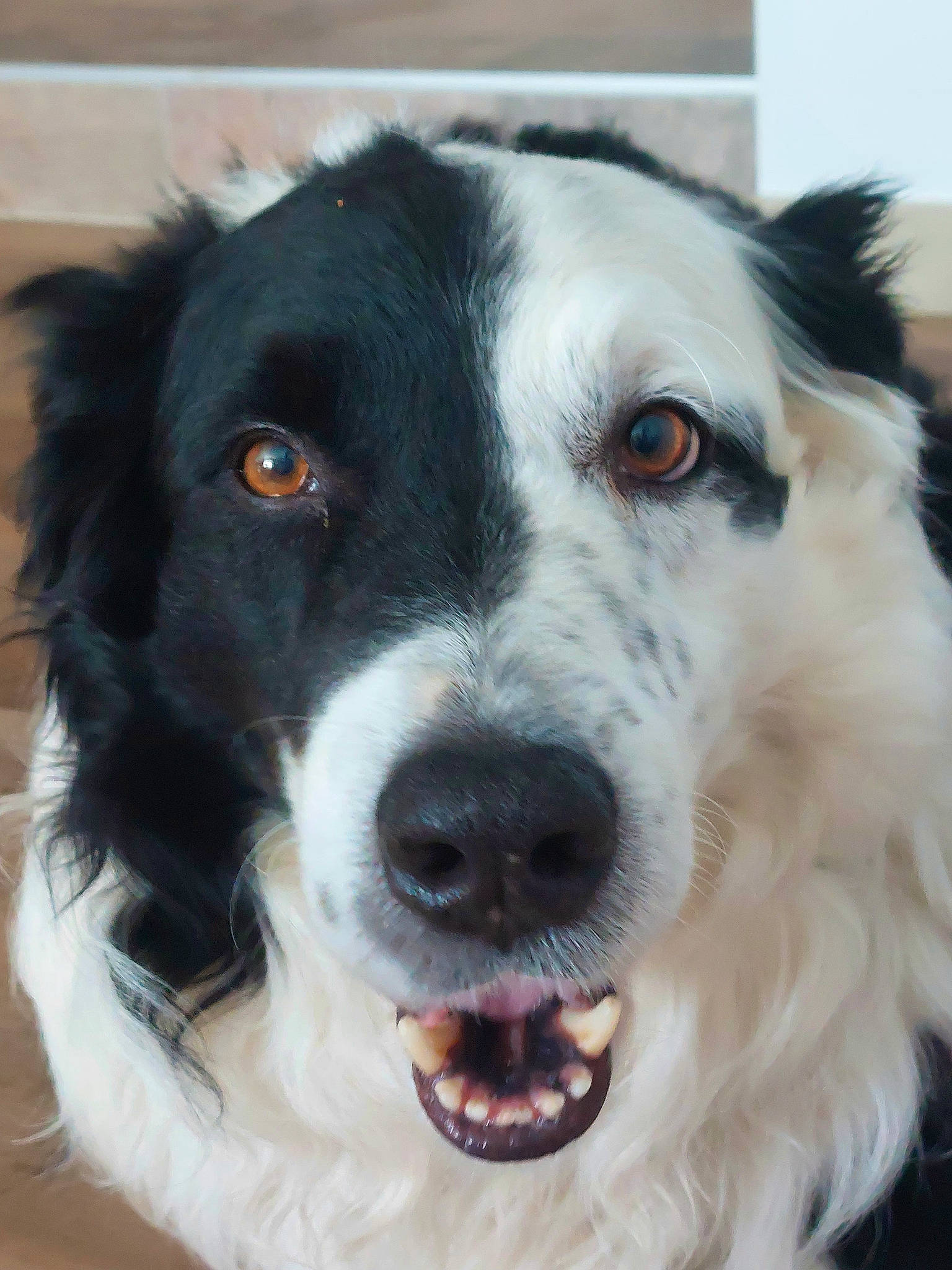 Inger a rejoint le concours — aidez-le/la à gagner de superbes lots ! canidae, carnivore, collar, companion_dog, dog, dog_breed, dog_collar, eye, fur, gun_dog, snout, sporting_group, terrestrial_animal, whiskers, working_animal, working_dog