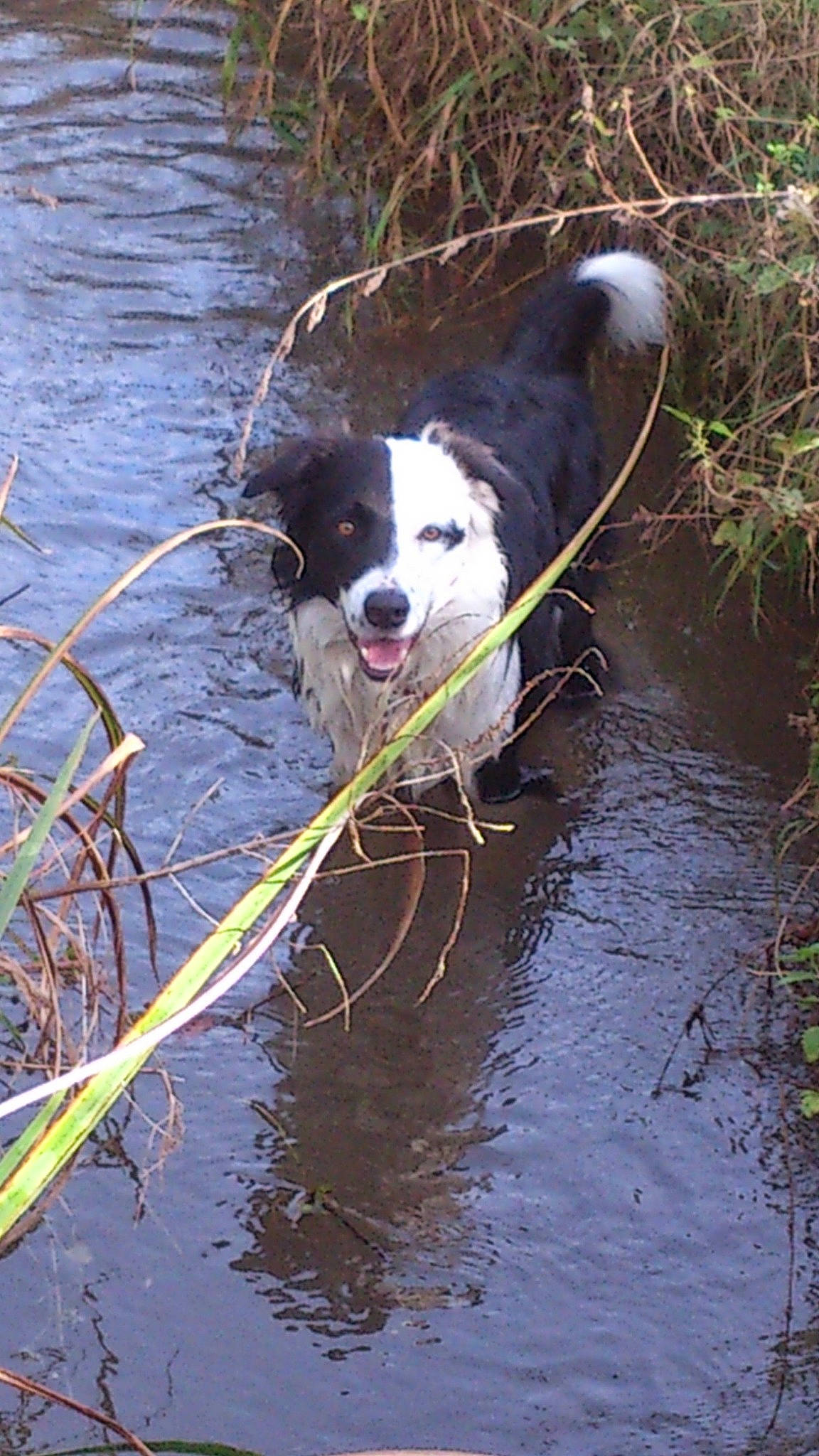 Inger a rejoint le concours — aidez-le/la à gagner de superbes lots ! canidae, carnivore, collar, companion_dog, dog, dog_breed, dog_collar, fluvial_landforms_of_streams, grass, gun_dog, herding_dog, lake, plant, reflection, snout, sporting_group, tail, water, watercourse, working_animal