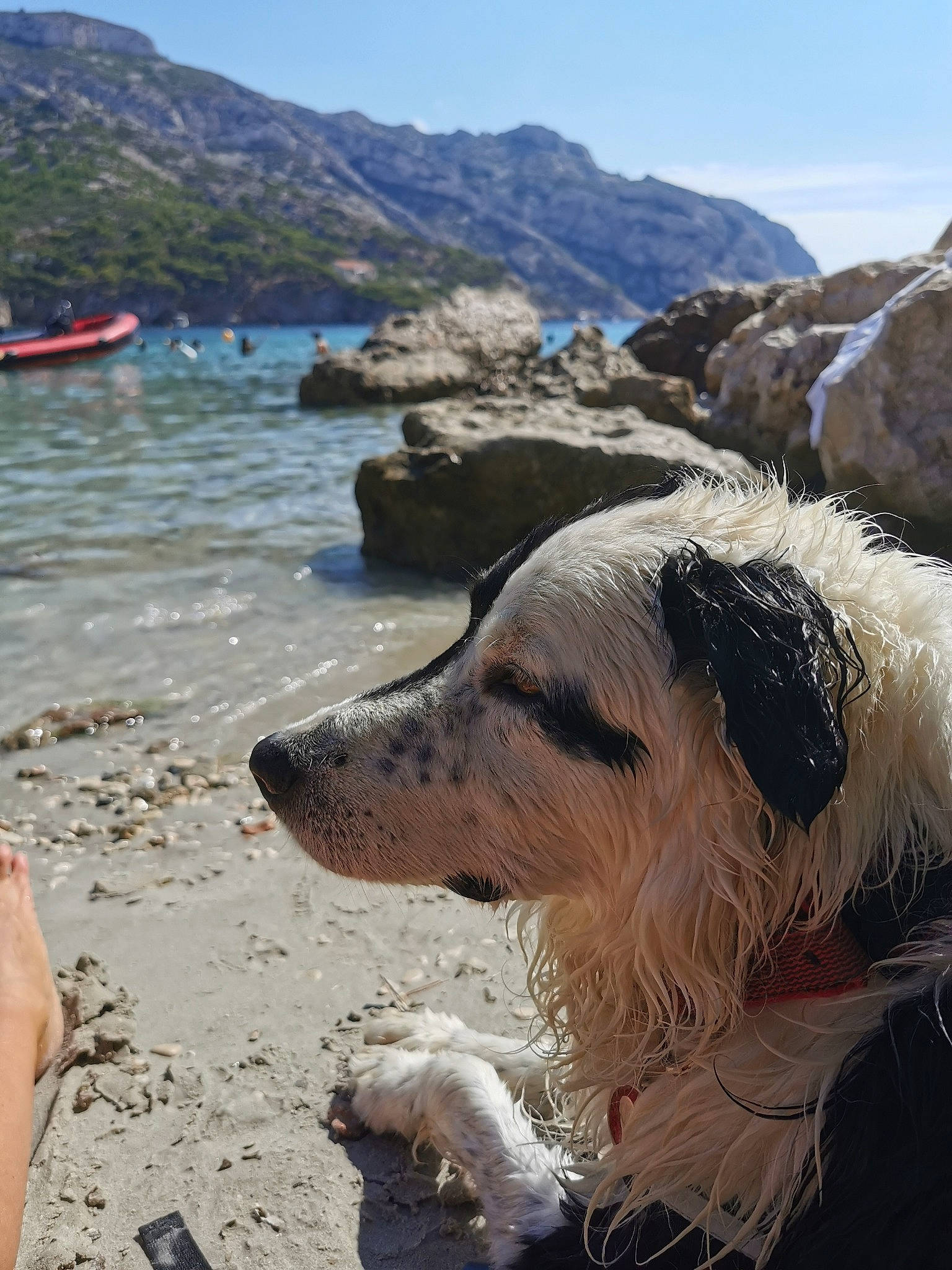Inger a rejoint le concours — aidez-le/la à gagner de superbes lots ! beach, carnivore, coast, coastal_and_oceanic_landforms, companion_dog, dog, dog_breed, headland, lake, landscape, morning, mountain, ocean, shore, sky, summer, travel, water, wilderness, wind_wave