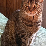 Princess is registered to the contest to win money with this photo: animal, blanket, cat, closeup, cozy, curtain, cute, ears, eyes, feline, fur, indoor, pet, portrait, sitting, soft, striped, tabby, whiskers, wood
