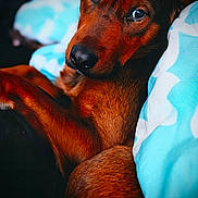 Bearbear joined the competition — help win amazing prizes! dog, brown_dog, close_up, bed, blanket, blue_blanket, white_pattern, cozy, pet, animal, fur, portrait, looking, cute, indoors, comfort, resting, sleepy, paw, snuggle